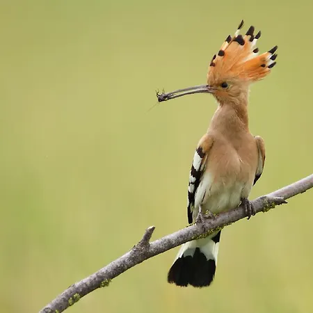 Pusztaeldorado Tiszagyenda