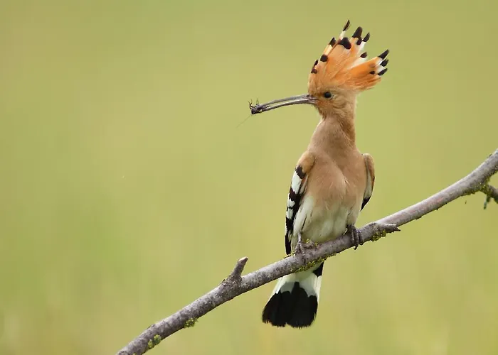 Pusztaeldorado Tiszagyenda
